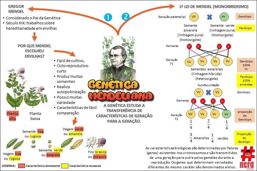 Conceitos de Genética